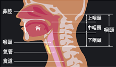 下咽頭がんの図